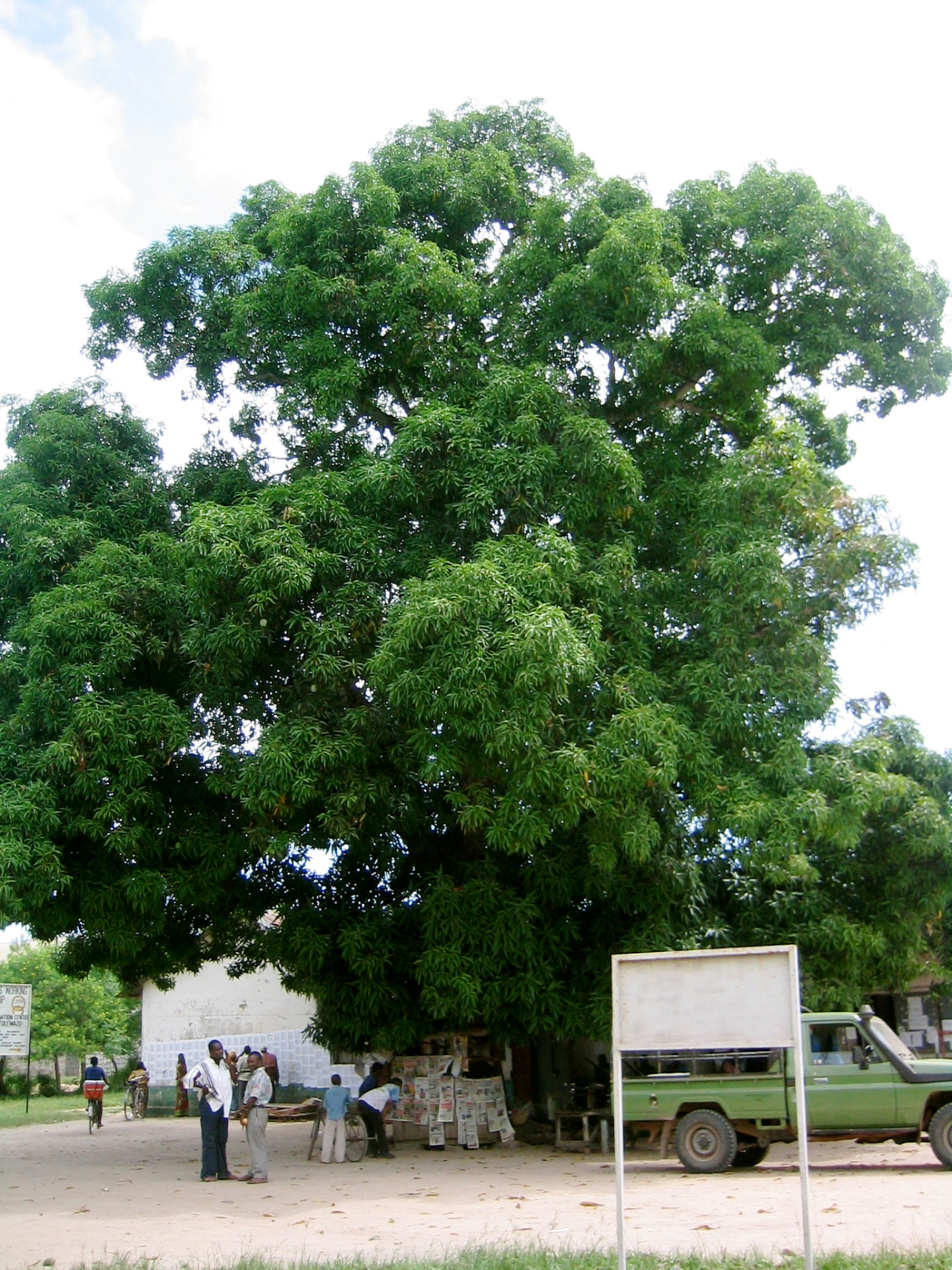Large mango tree shading a market corner in Pangani town