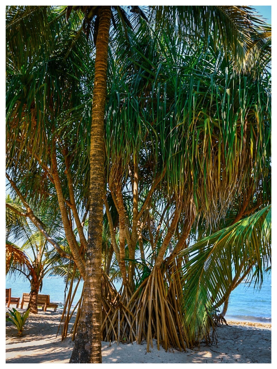 Palm and pandanus trees shading loungers by the sea at the lodge