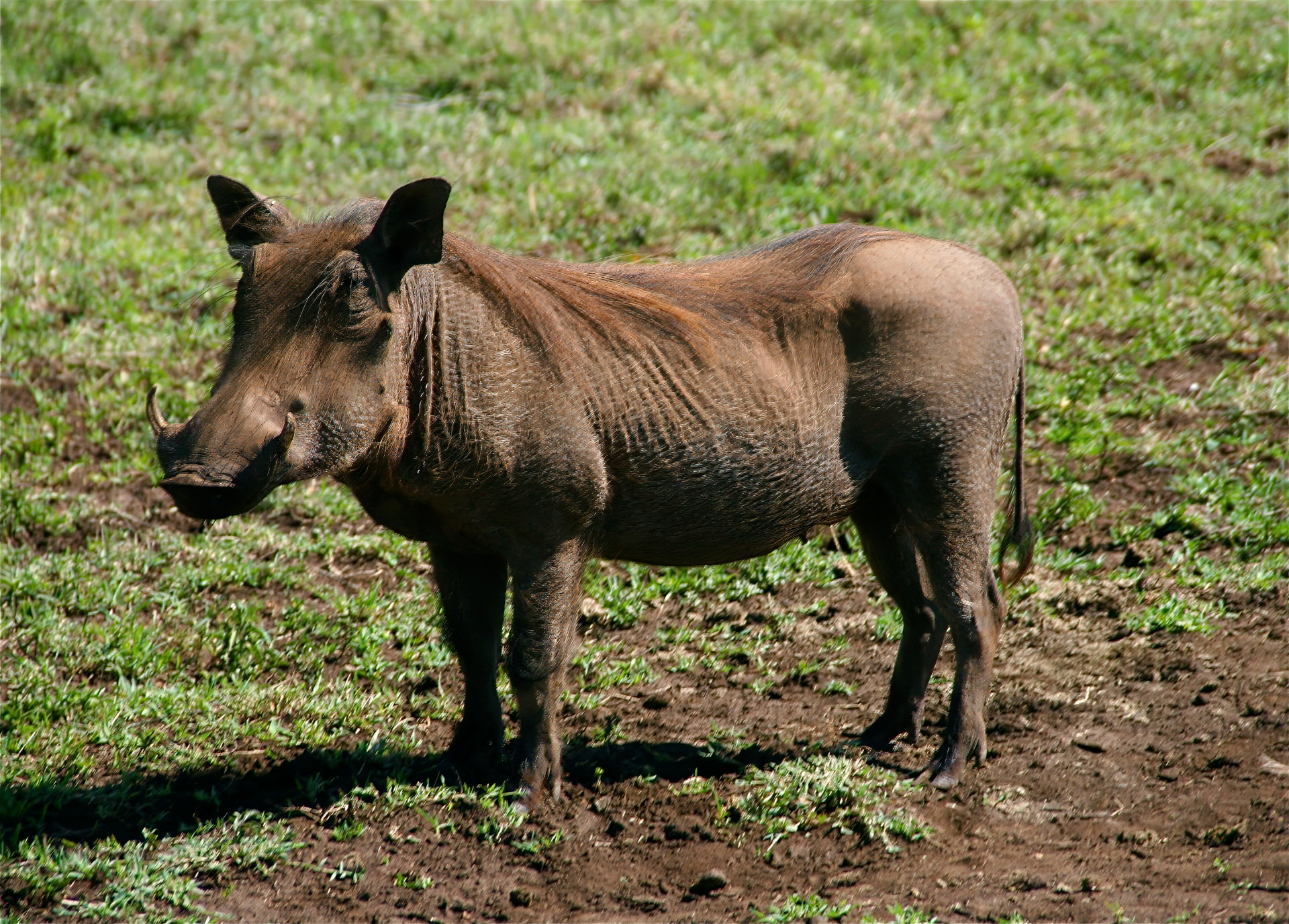 Warthog standing in short green grass on the plains
