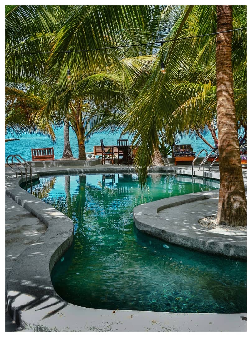 Curved swimming pool under coconut palms with the ocean behind