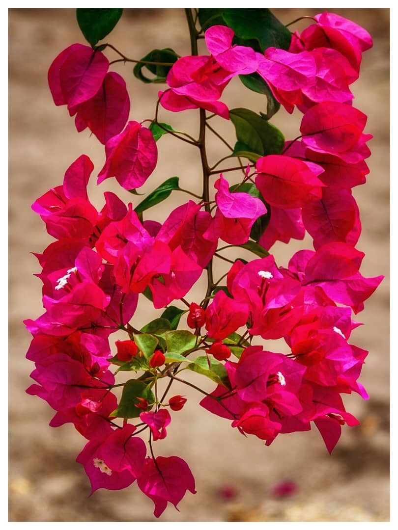 Bright pink bougainvillea flowering in the cottage gardens