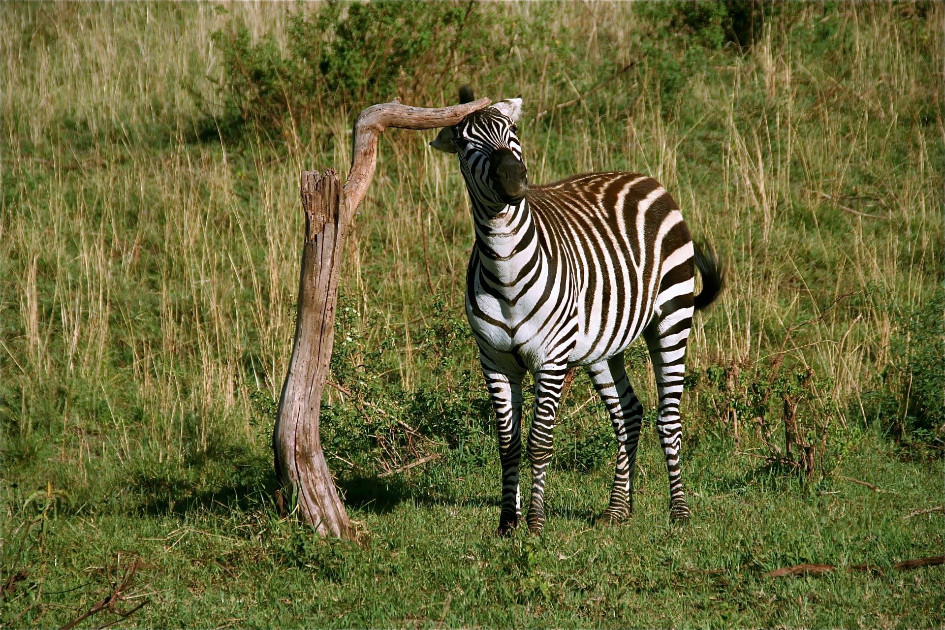 Zebra standing beside a weathered tree stump in tall savannah grass