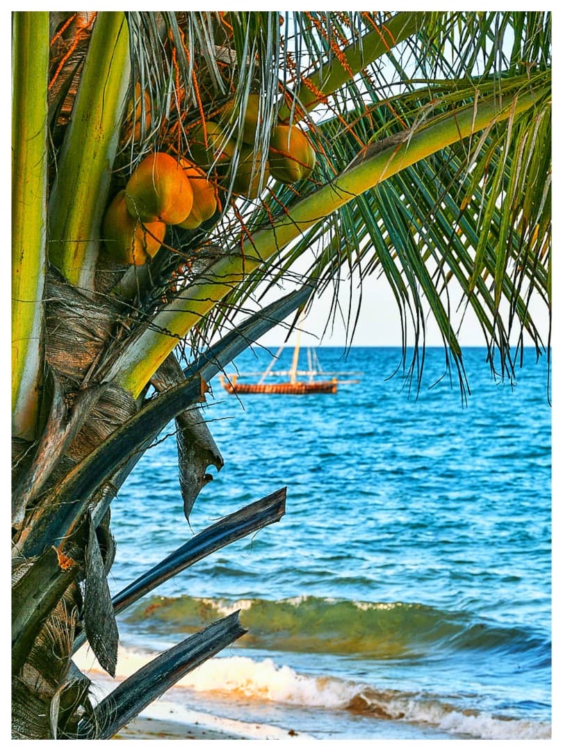 Coconut palm framing a traditional dhow anchored in turquoise water
