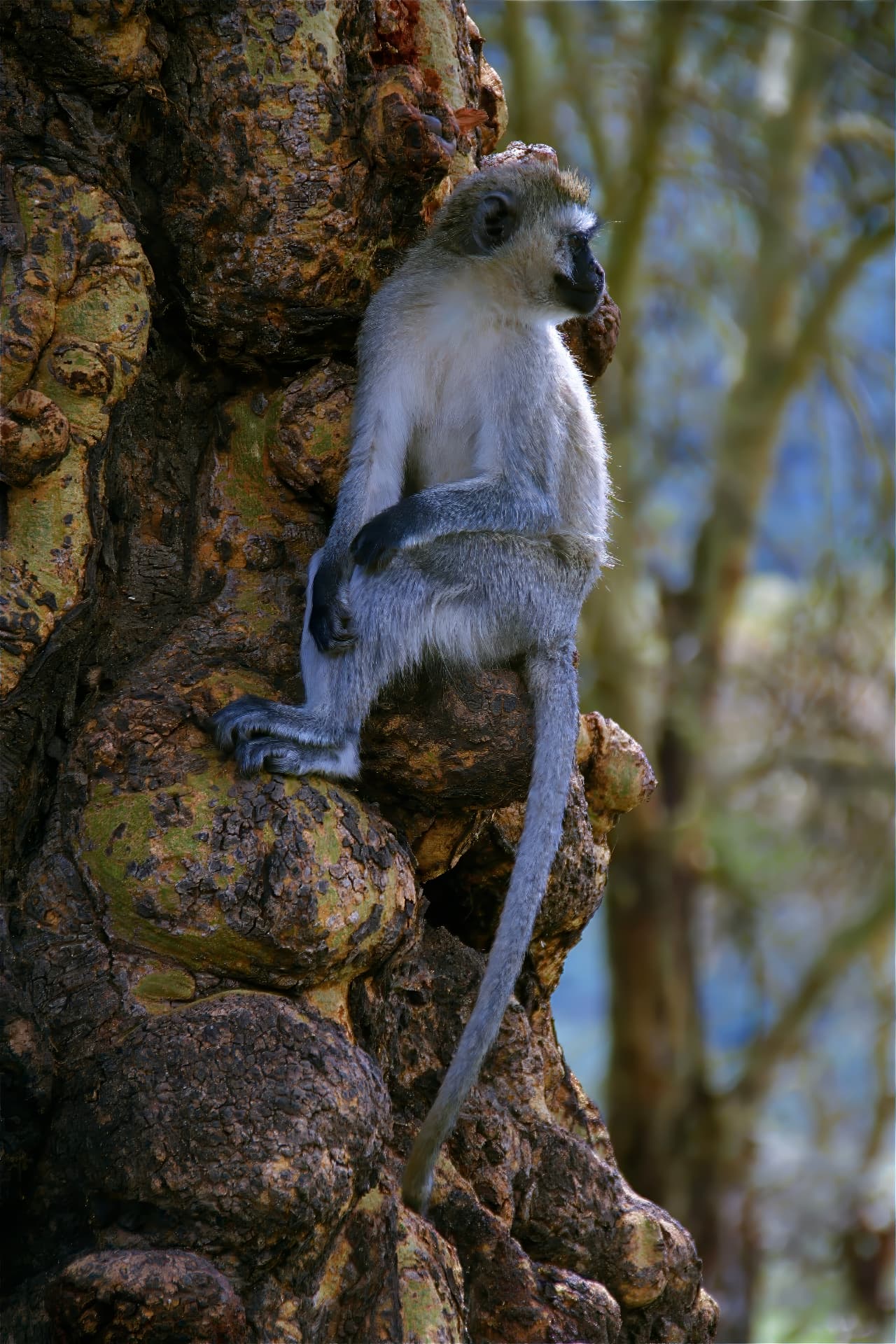 Vervet monkey resting on a gnarled tree trunk
