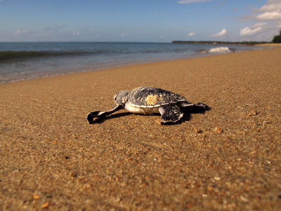 A green turtle hatchling crossing the sand towards the sea